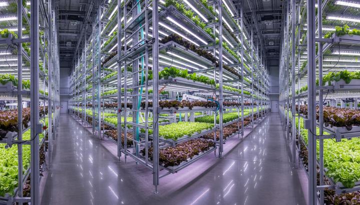 Сингапур открыл самую высокую в мире вертикальную агроферму Интерьер многоэтажной вертикальной фермы с рядами стеллажей, на которых под светом фитоламп растет зеленый салат.