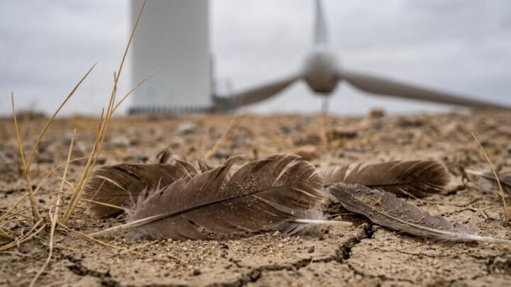 Ветер против орлов: как &laquo;зеленая&raquo; энергетика Казахстана убивает редких птиц